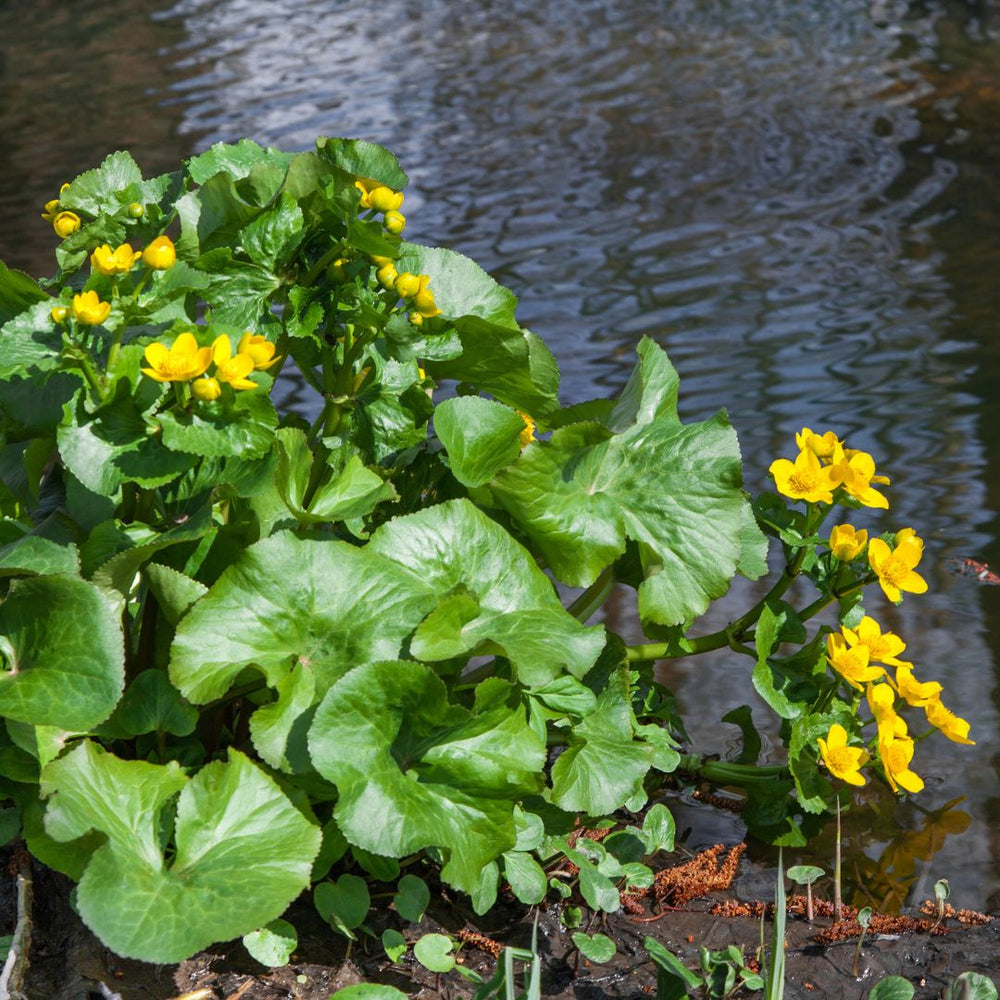 Marsh marigold wildflower in bloom with foliage