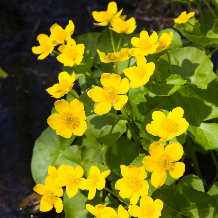Marsh marigold yellow flowers