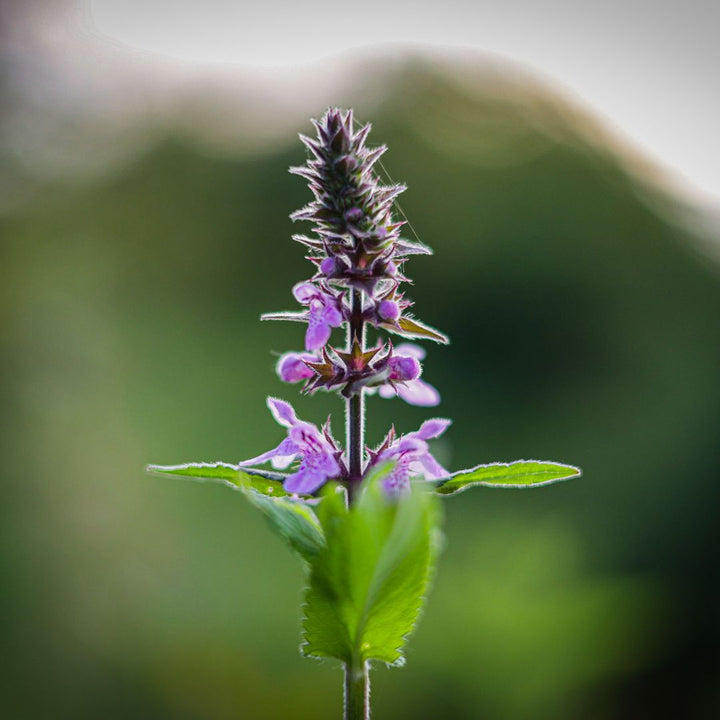 Purple Marsh Woundwort flower with green leaves on a blurred green background