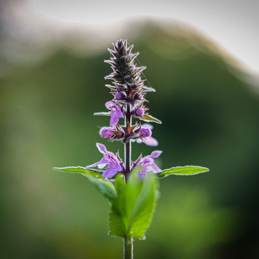 Purple Marsh Woundwort flower with green leaves on a blurred green background
