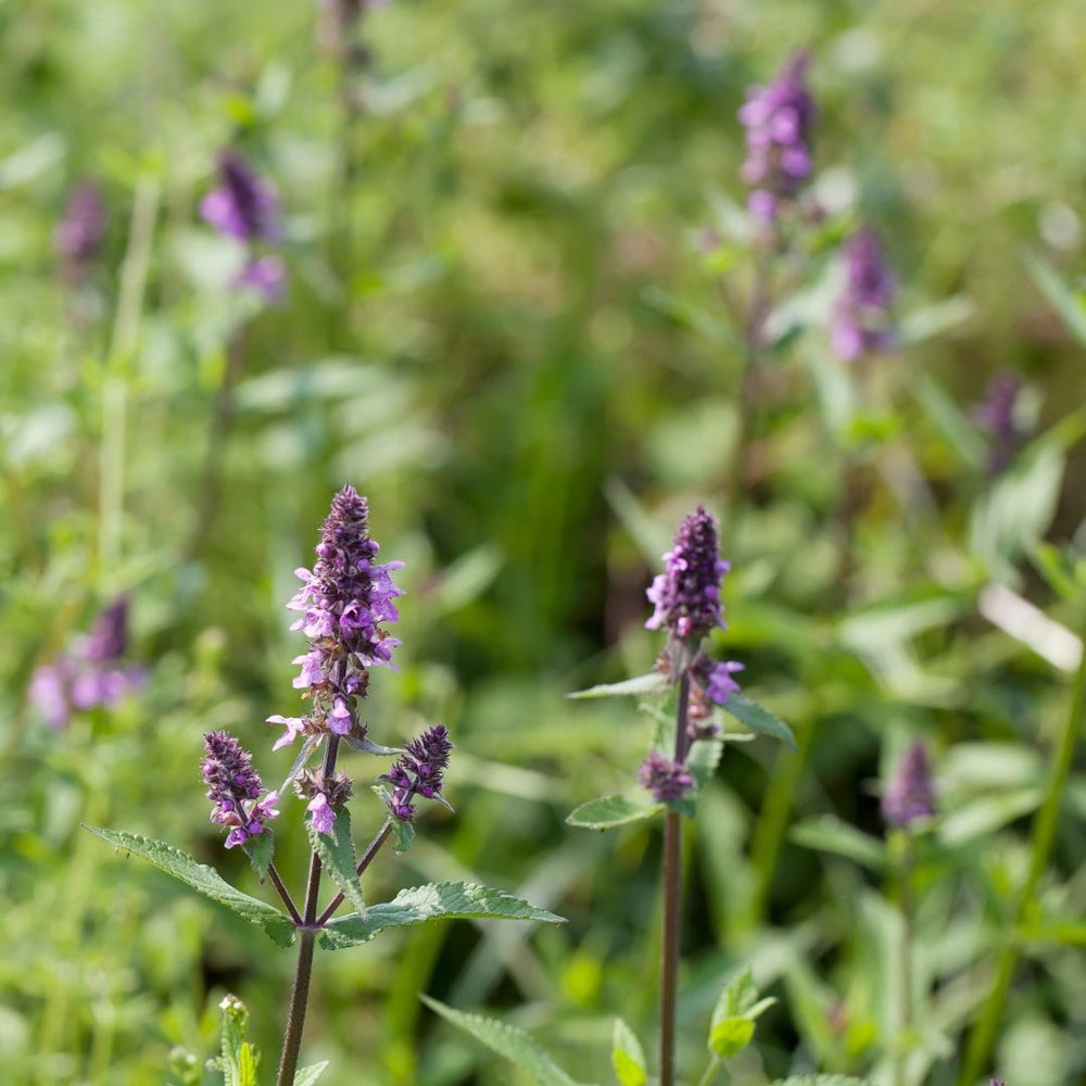 Purple Marsh Woundwort flowers in a field with a blurred green background