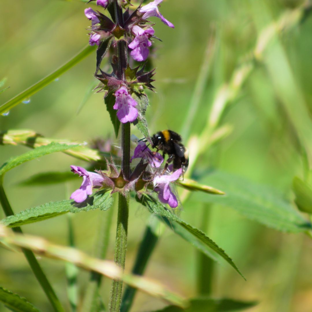 Bumblebee on a purple Marsh Woundwort flower with a blurred green background