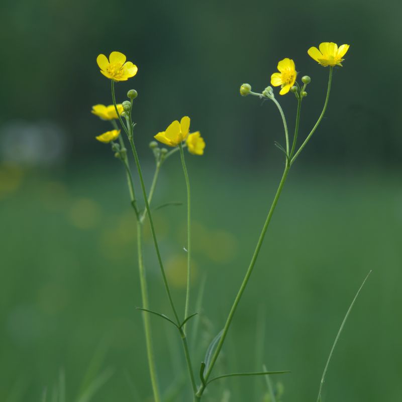 Meadow Buttercup Plug Plants | Ranunculus acris