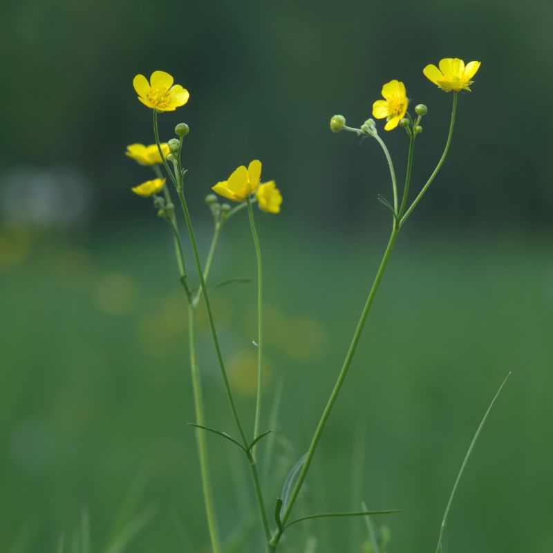 A photo showing yellow buttercup flowers with green leaves, growing in a natural outdoor setting.