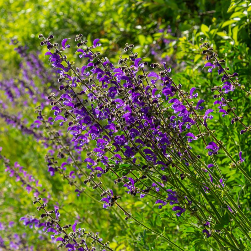 A cluster of meadow clary flowers growing amongst bright green foliage