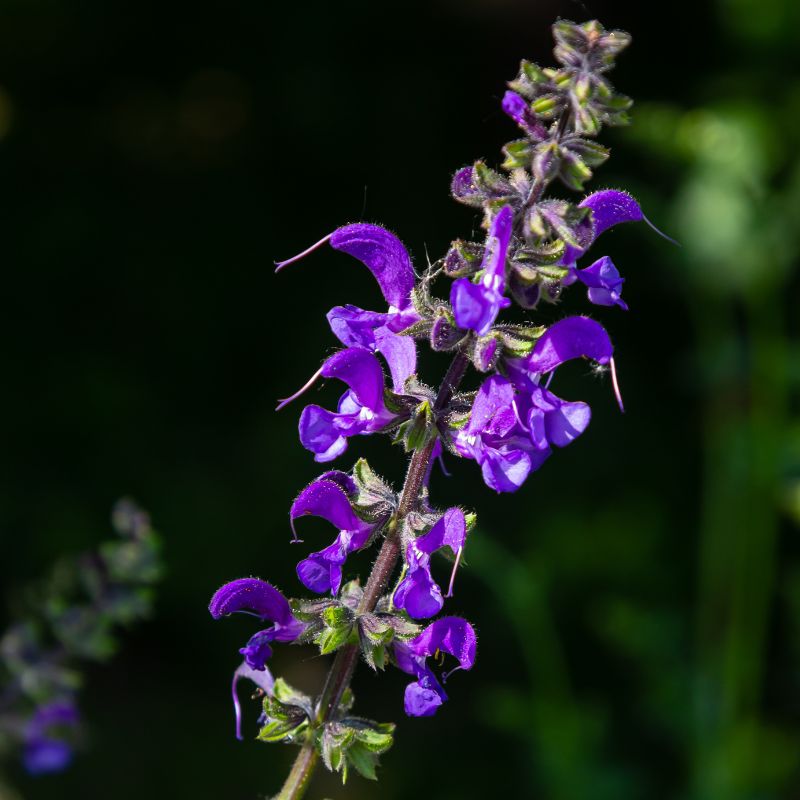 A stalk of meadow clary flowers