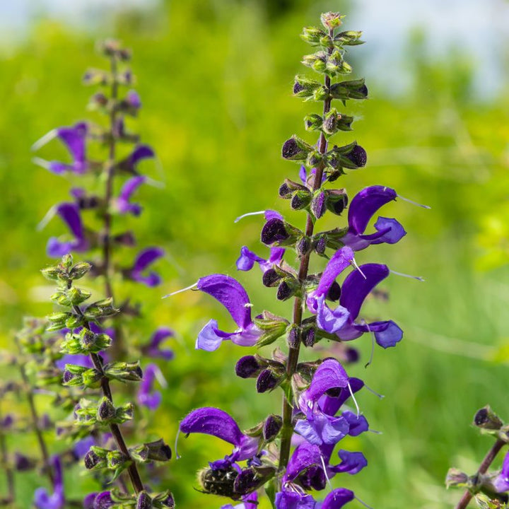 Purple meadow clary flowers growing in front of a lush green background