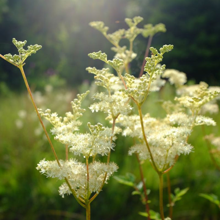 Native British Wildflower Seeds For Wetland Soil