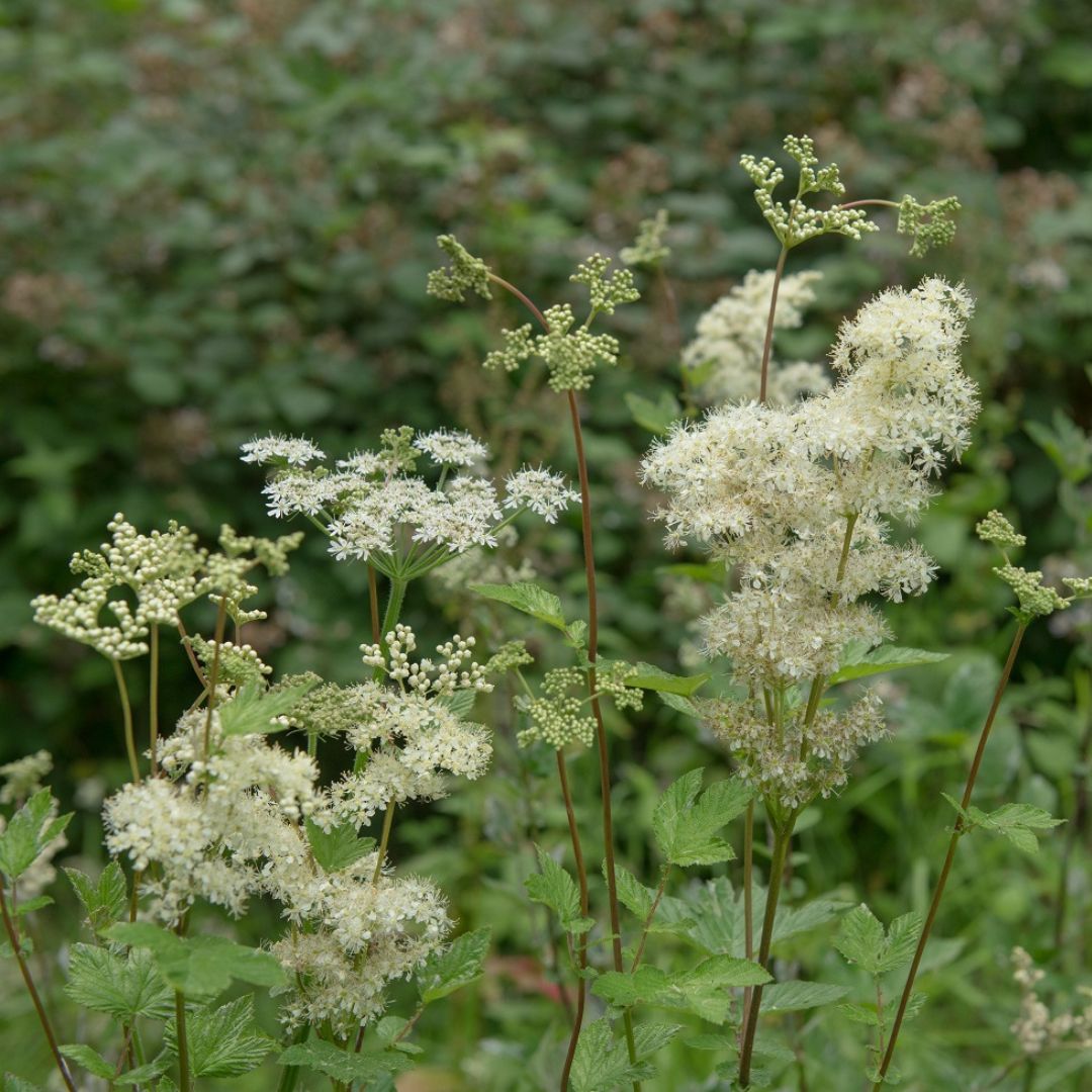 Meadowsweet Wildflower Seed | Filipendula ulmaria