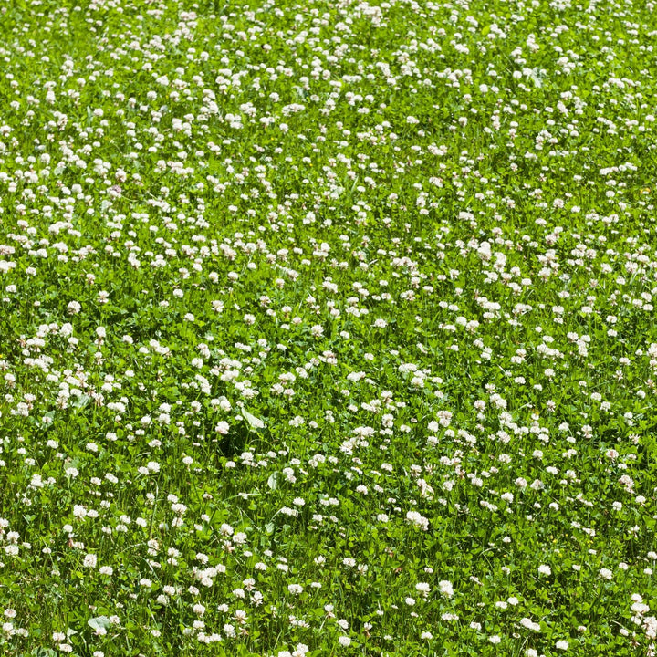 Miscro white clover lawn