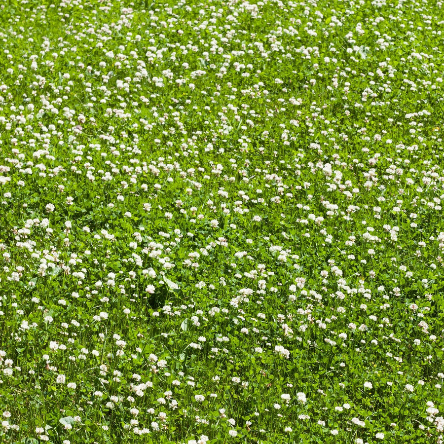 Miscro white clover lawn