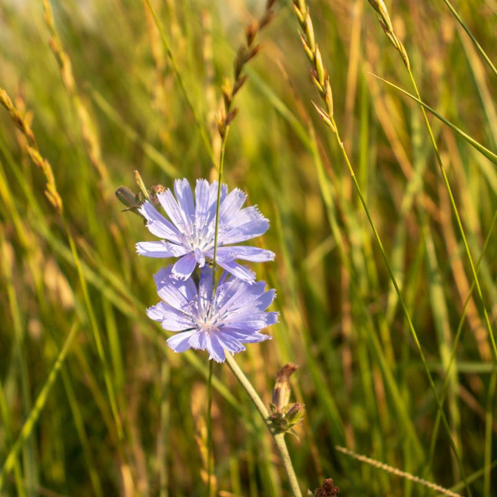 Two wild chicory flowers amongst grass