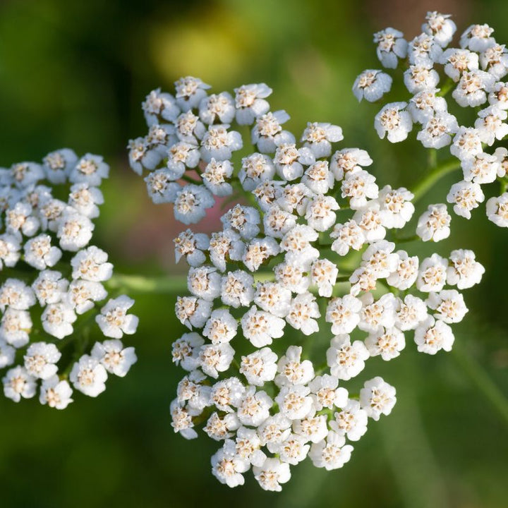 Yarrow Plug Plants | Achillea millefolium