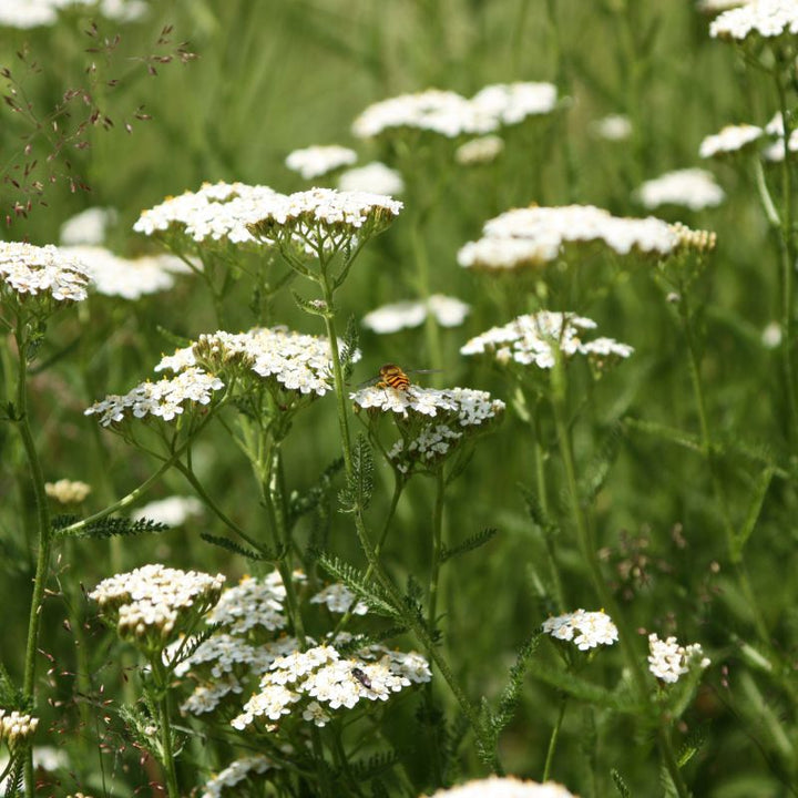 Yarrow Plug Plants | Achillea millefolium