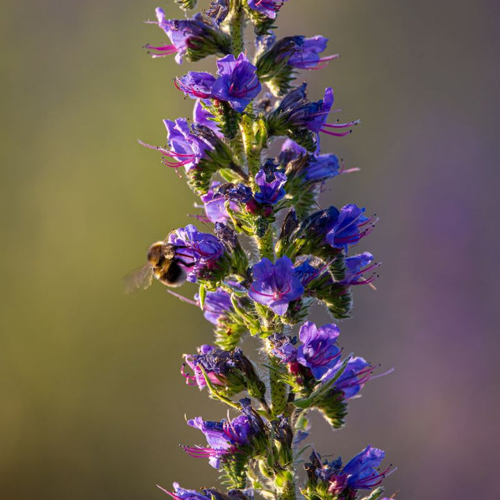 A bee feeding from viper's bugloss flowers