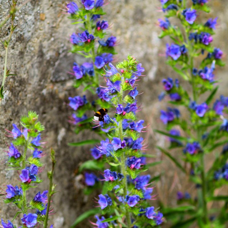 A bumblebee crawling across viper's bugloss flowers in front of a stone wall