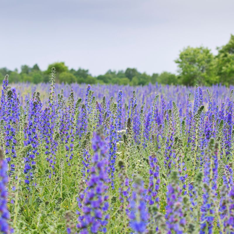 A meadow filled with viper's bugloss flowers