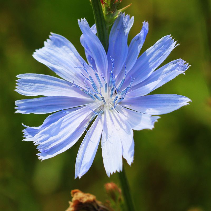 One blue wild chicory flower