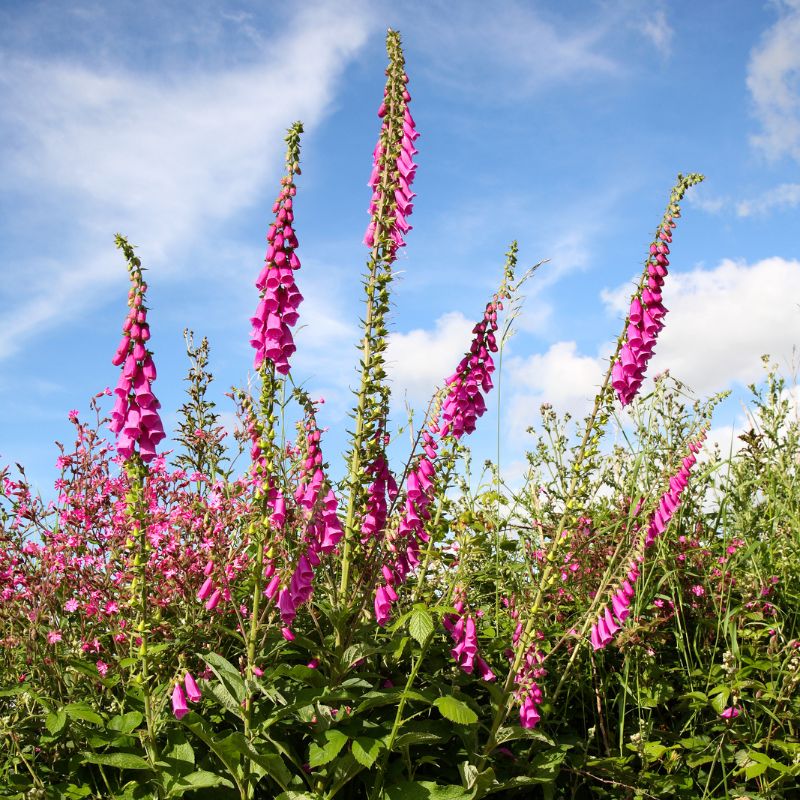 Tall foxglove plants against a blue sky