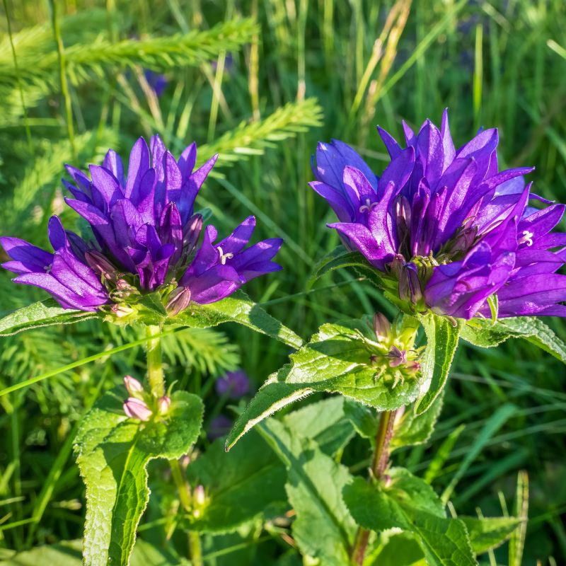 Two clustered bellflower wildflowers in front of some green foliage