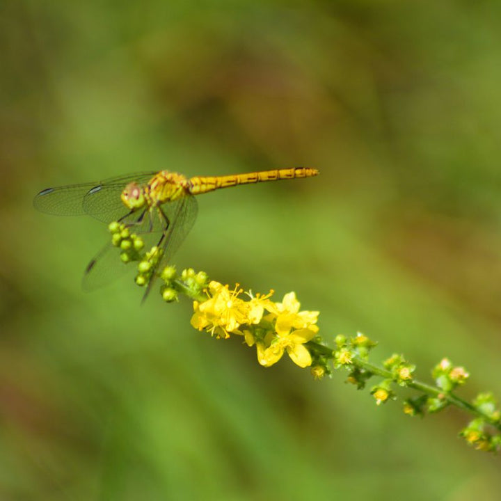 A green dragonfly sitting upon a common agrimony wildflower