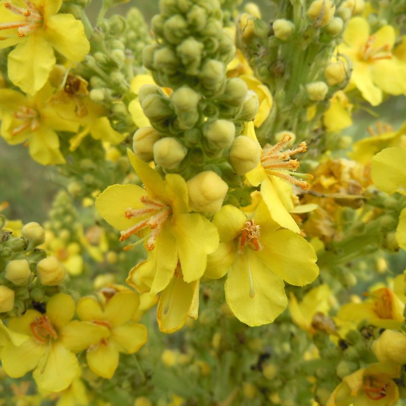 Close up of dark mullein flowers