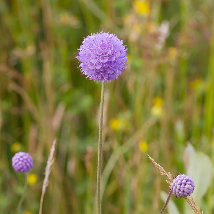 Devil's bit scabious flowerhead growing tall in a meadow