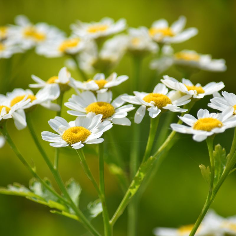 Feverfew flowers on long green stems