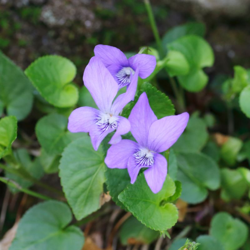 Common dog violet; 3 flowers and their heart-shaped leaves