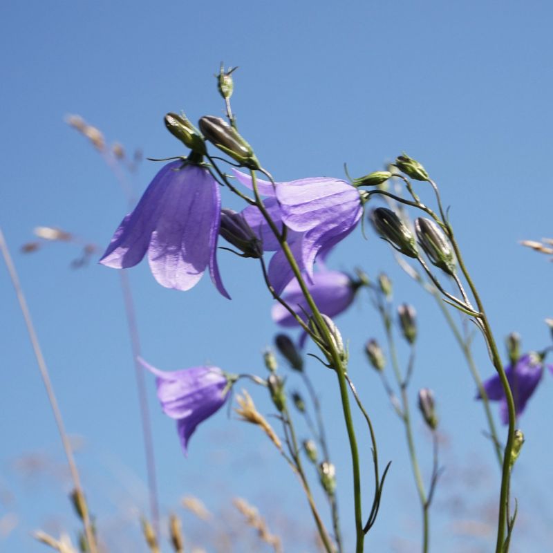 Purple harebell flowers growing against a blue sky