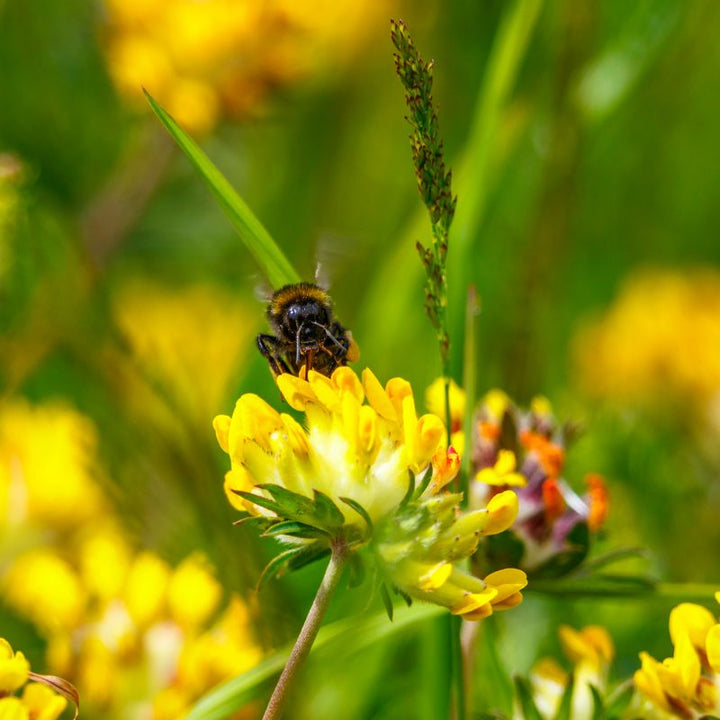 A bee feeding from a bright yellow kidney vetch flower