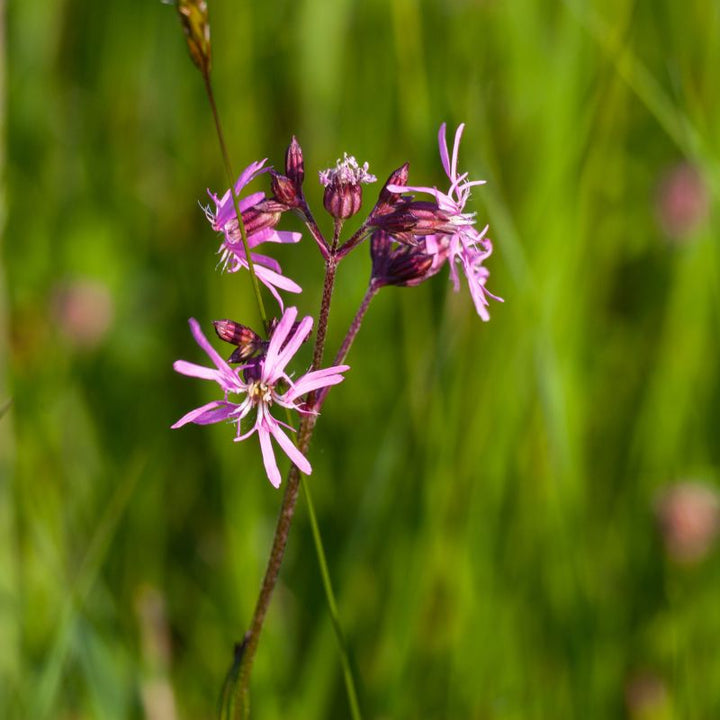 Ragged robin flowers against a lush green grassy backdrop