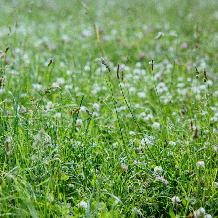 Modified Grassland Seed Mix