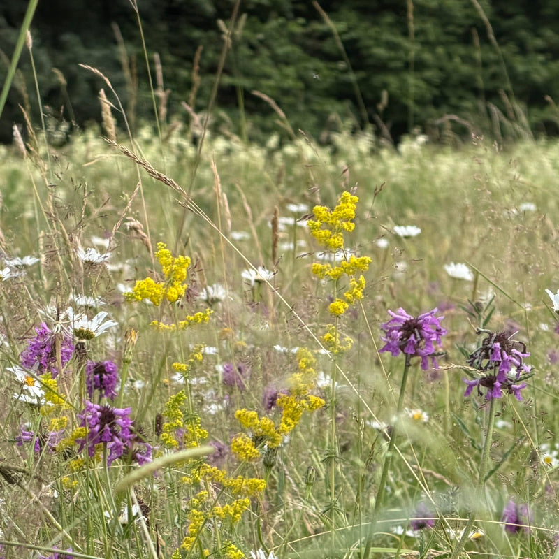 Wildflower meadow planted for Biodiversity Net Gain with Lady's bedstraw, betony, daisy, meadowsweet and meadow grasses