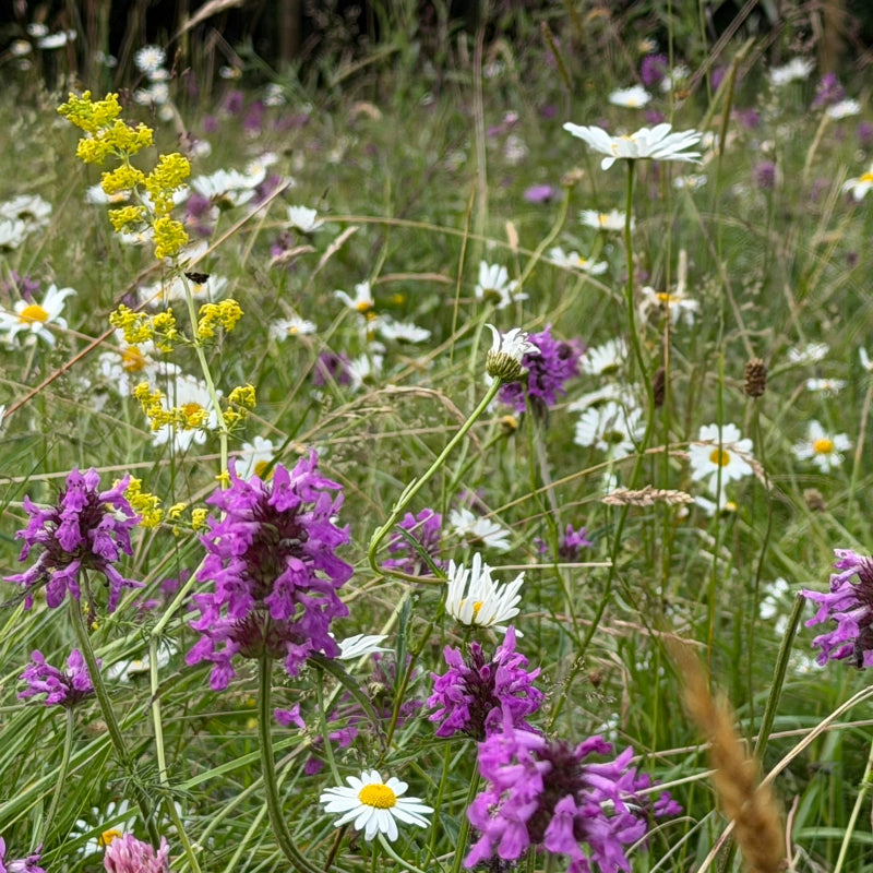 A wild neutral meadow in full bloom with lady's bedstraw, oxeye daisy and betony - british native wildflowers