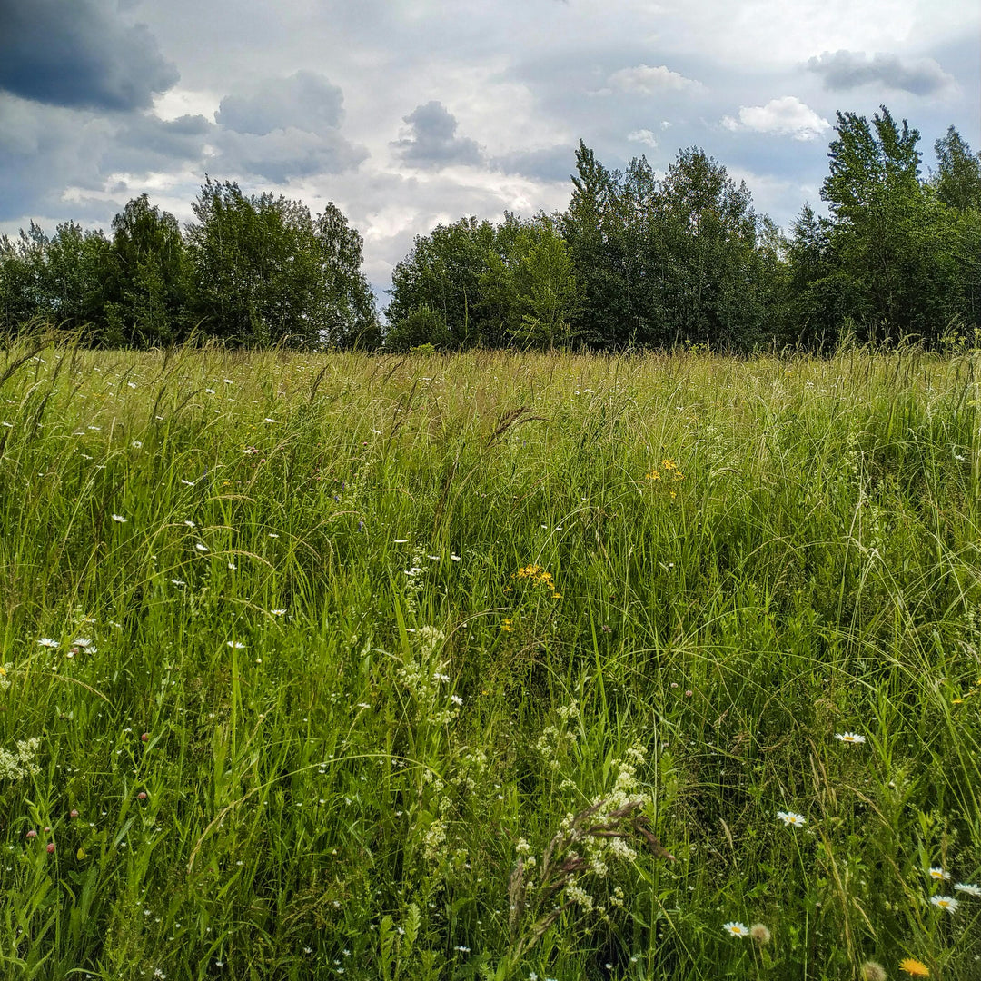 Other Neutral Grassland Seed Mix