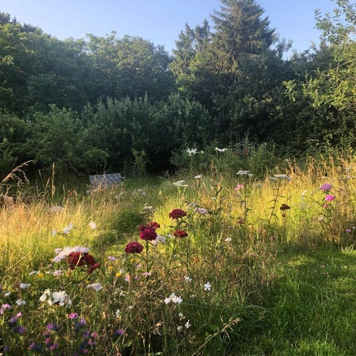Native Wildflower Turf for Partially Shaded Areas