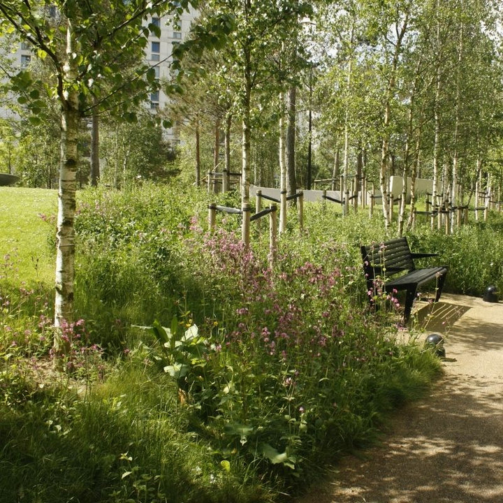 Native Wildflower Turf for Partially Shaded Areas