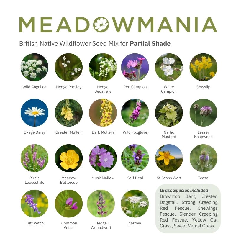 British Native Meadow Wildflower Seeds For Partial Shade