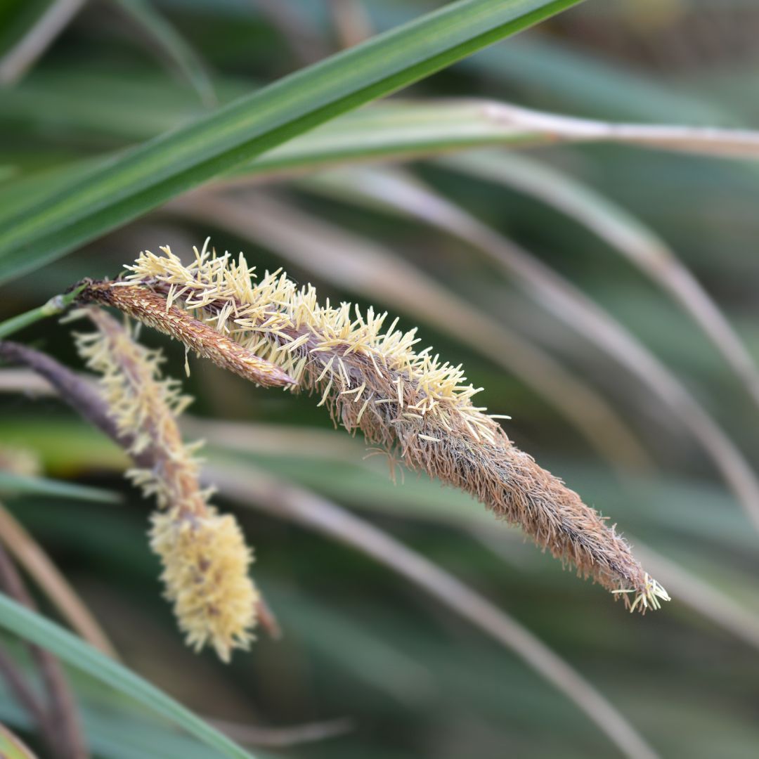 Close-up of a dried pendulous sedge seed head with green grass in the background