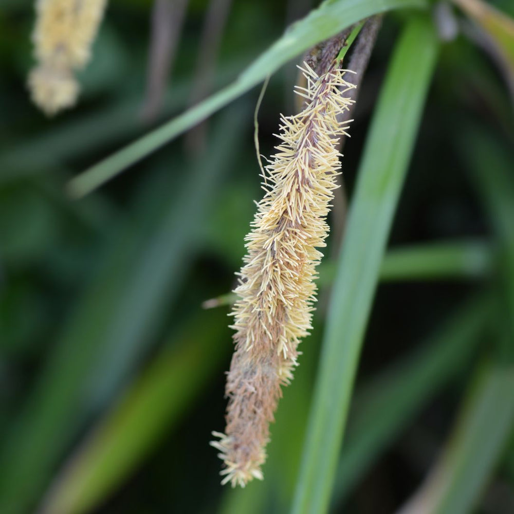 Close-up of a pendulous sedge seed head with blurred green background