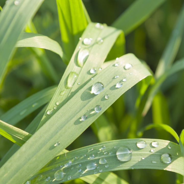 Close-up of green pendulous sedge leaves with water droplets in a natural setting