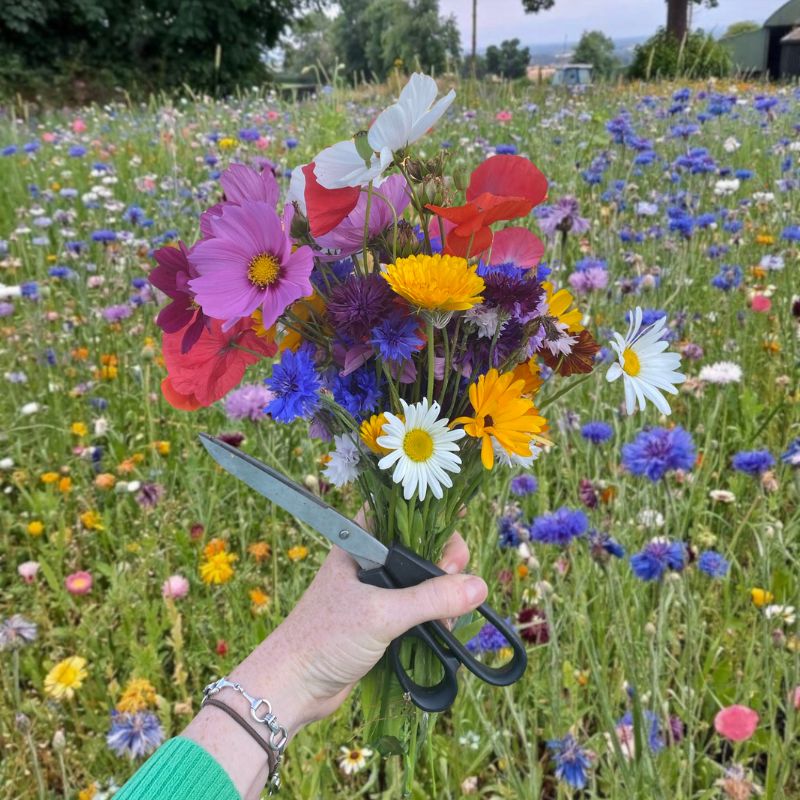 100 wildflower seeds Hardy Annual 100% Wildflower Seed Mix – Meadowmania UK