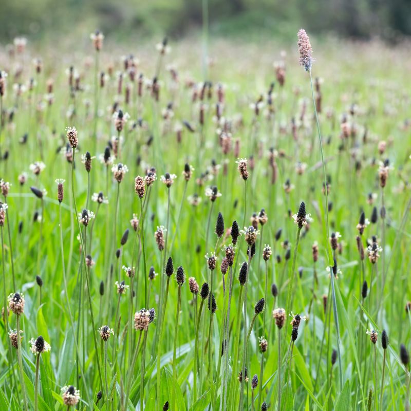 Ribwort Plantain Wildflower Seed | Plantago lanceolata