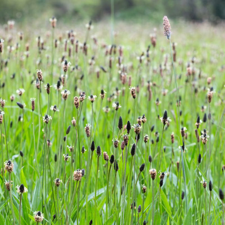 Ribwort Plantain Wildflower Seed | Plantago lanceolata