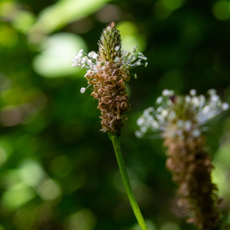 Ribwort Plantain Wildflower Seed | Plantago lanceolata