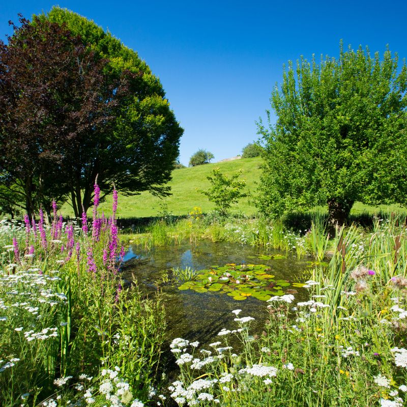 British Native Meadow Wildflower Seeds For Pond/River Edge