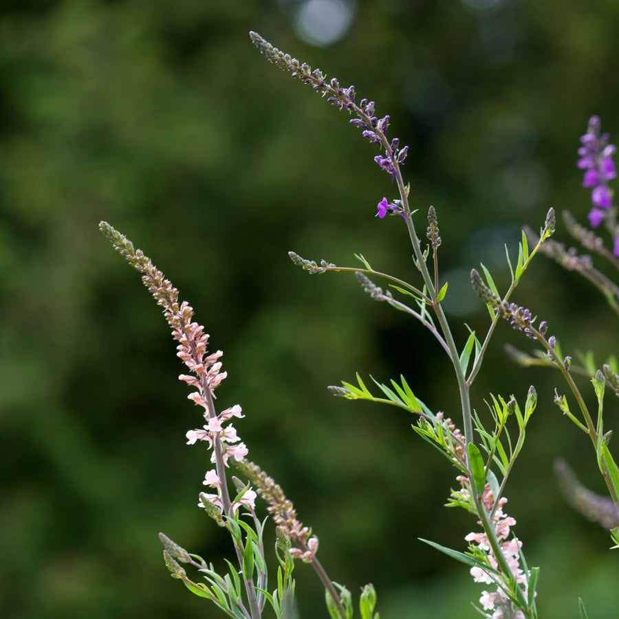Purple toadflax flowers with green leaves against a blurred natural background