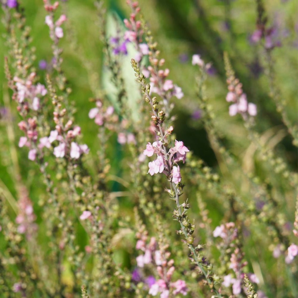 Close-up of Purple Toadflax flowers with a blurred green background