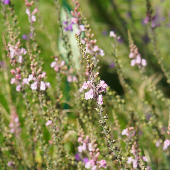 Close-up of Purple Toadflax flowers with a blurred green background